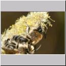 Colletes cunicularius - Weiden-Seidenbiene 16 13mm.jpg